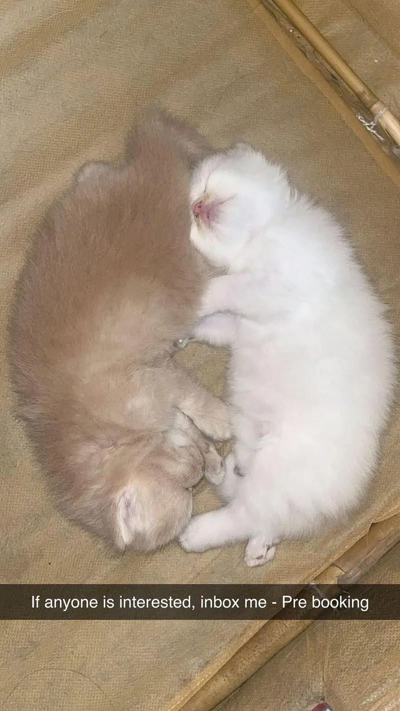 Persian kittens — photo 2