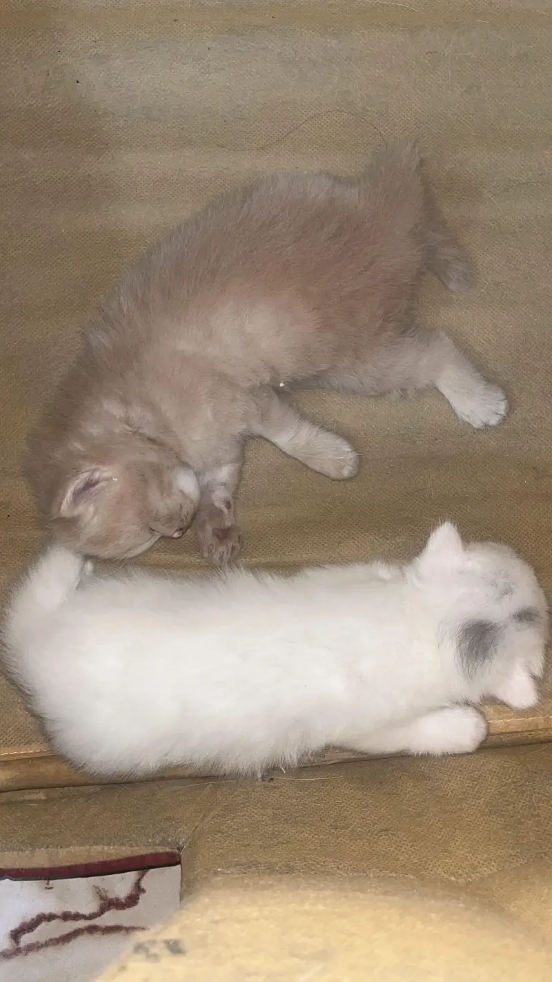 Persian kittens — photo 3