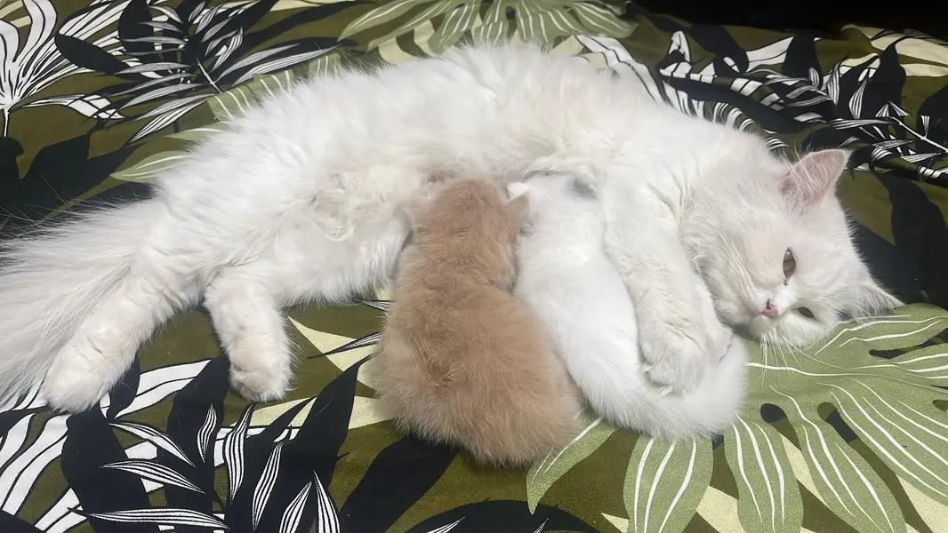 Persian kittens — photo 4