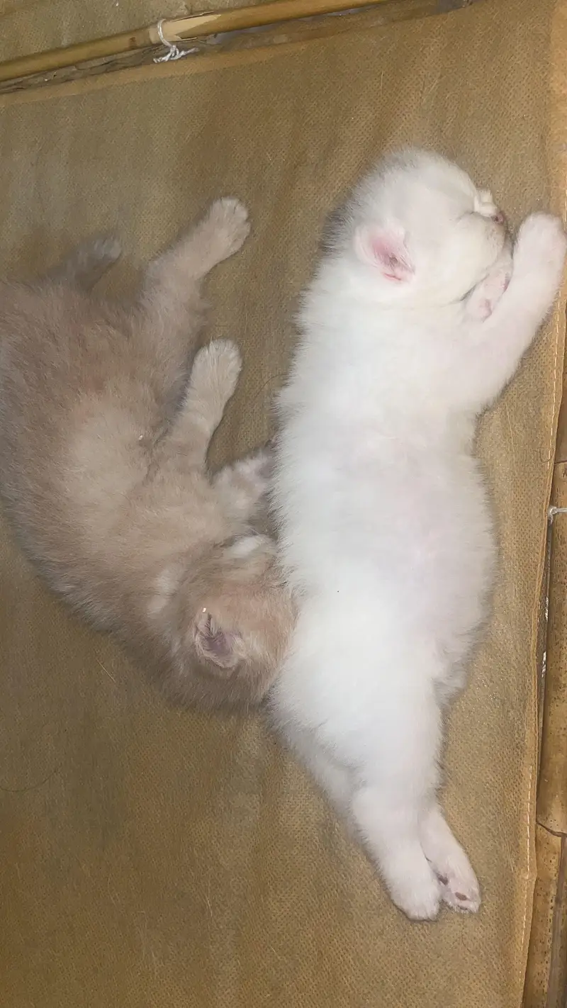 Persian kittens — photo 5