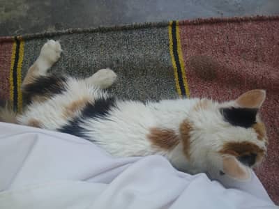 beautiful cat for sale