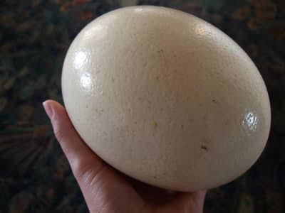 ostrich eggs for sale
