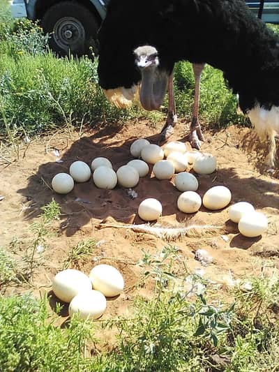 ostrich eggs for sale