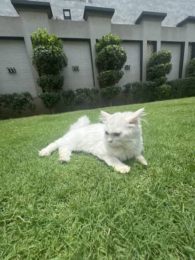 Pure White Persian Kitten | 4 Months | Vaccinated | Healthy & Playful