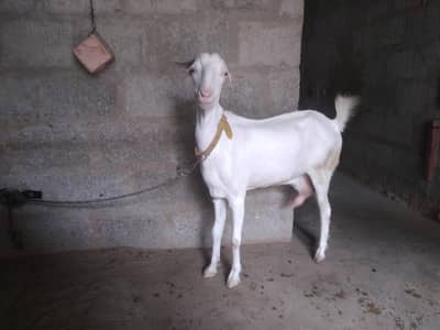 Teddy Gulabi Bakri With 3 month Male Kid (03102642989 WhatsApp)