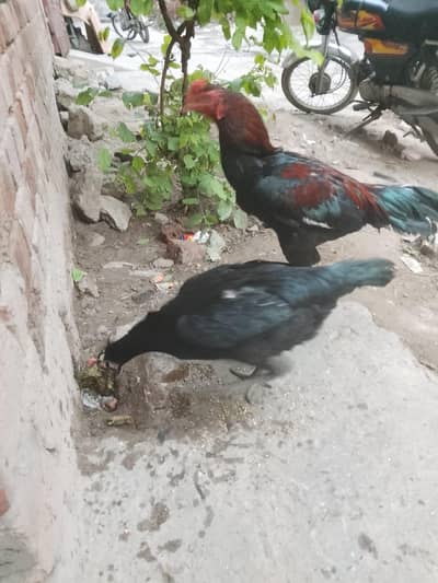 pure aseel pair