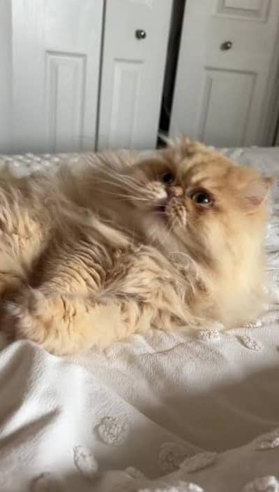 male cat heavy furry