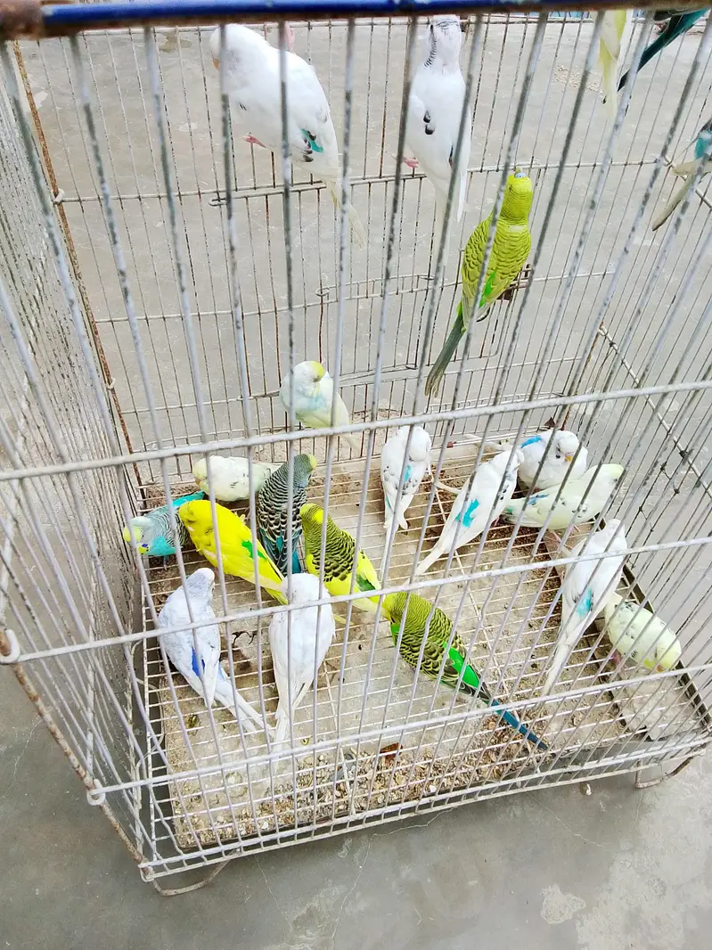 Budgies Breeder pairs for sale Bajri Budgie Australia parrot Cage