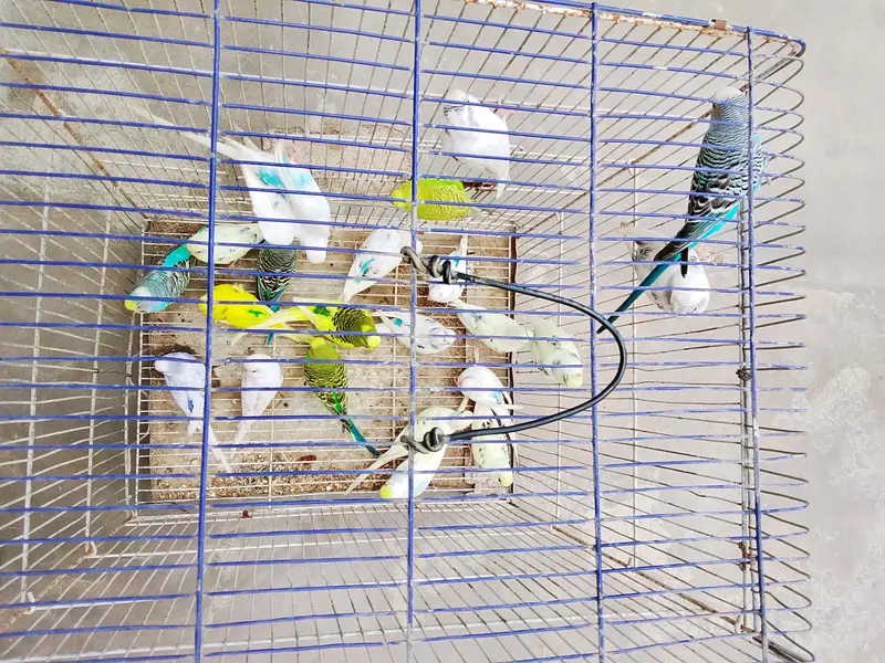 Budgies Breeder pairs for sale Bajri Budgie Australia parrot Cage — photo 2