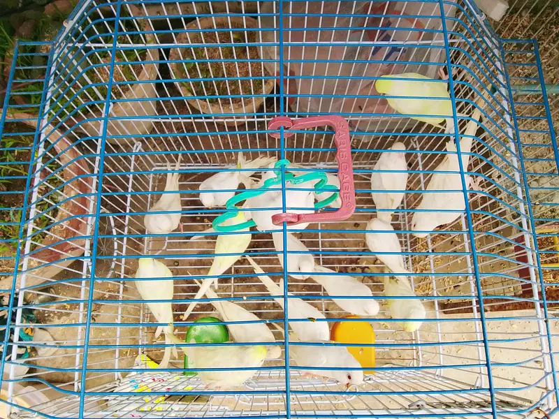 Budgies Breeder pairs for sale Bajri Budgie Australia parrot Cage — photo 3