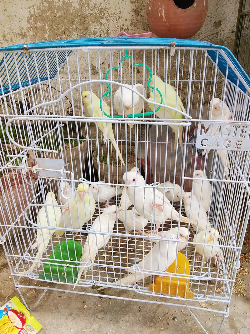 Budgies Breeder pairs for sale Bajri Budgie Australia parrot Cage — photo 4