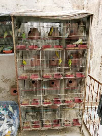 Full setup 12 portion cage budgie Bajri Budgies Australian parrot Cage