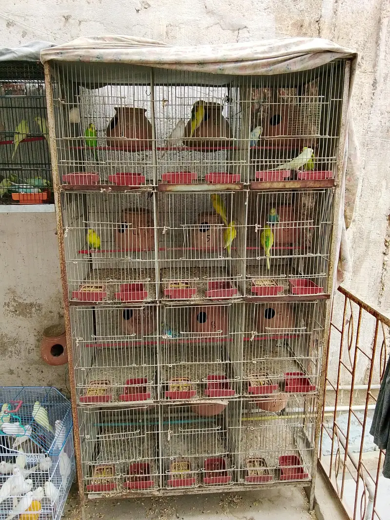 Budgies Breeder pairs for sale Bajri Budgie Australia parrot Cage — photo 5