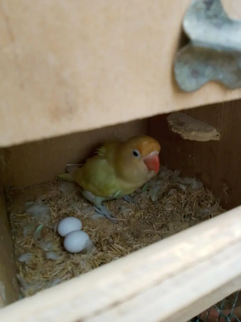 Budgies Breeder pairs for sale Bajri Budgie Australia parrot Cage — photo 6