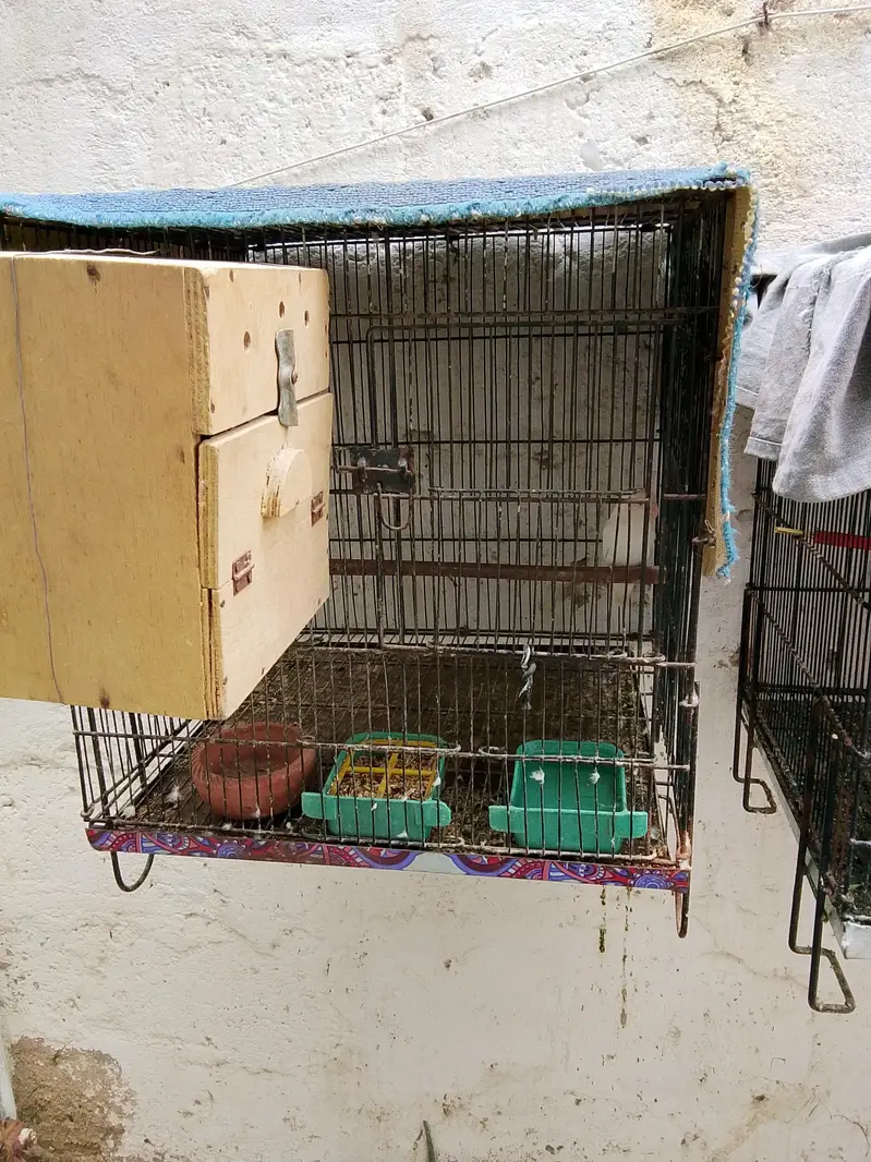 Budgies Breeder pairs for sale Bajri Budgie Australia parrot Cage — photo 7