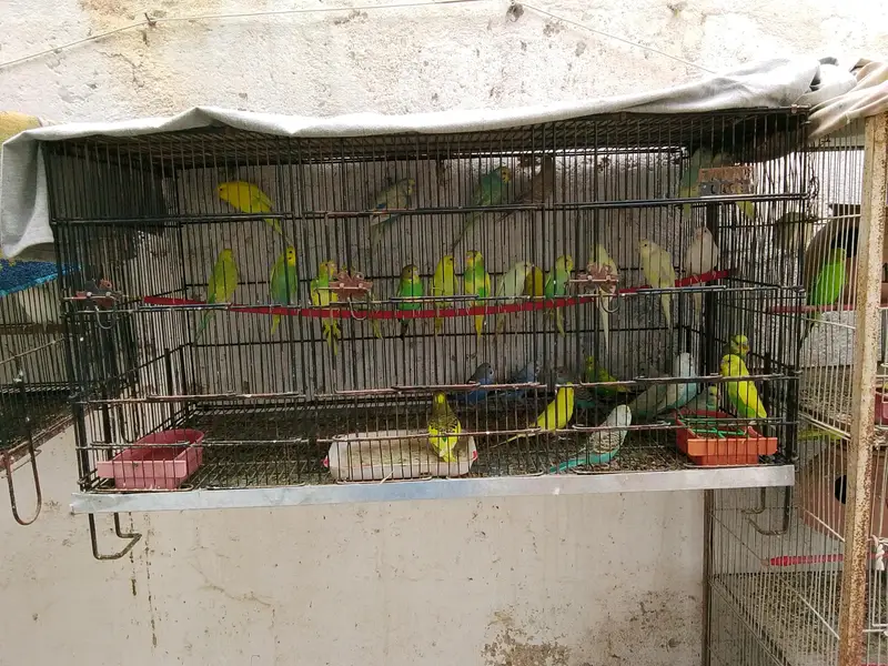 Budgies Breeder pairs for sale Bajri Budgie Australia parrot Cage — photo 8