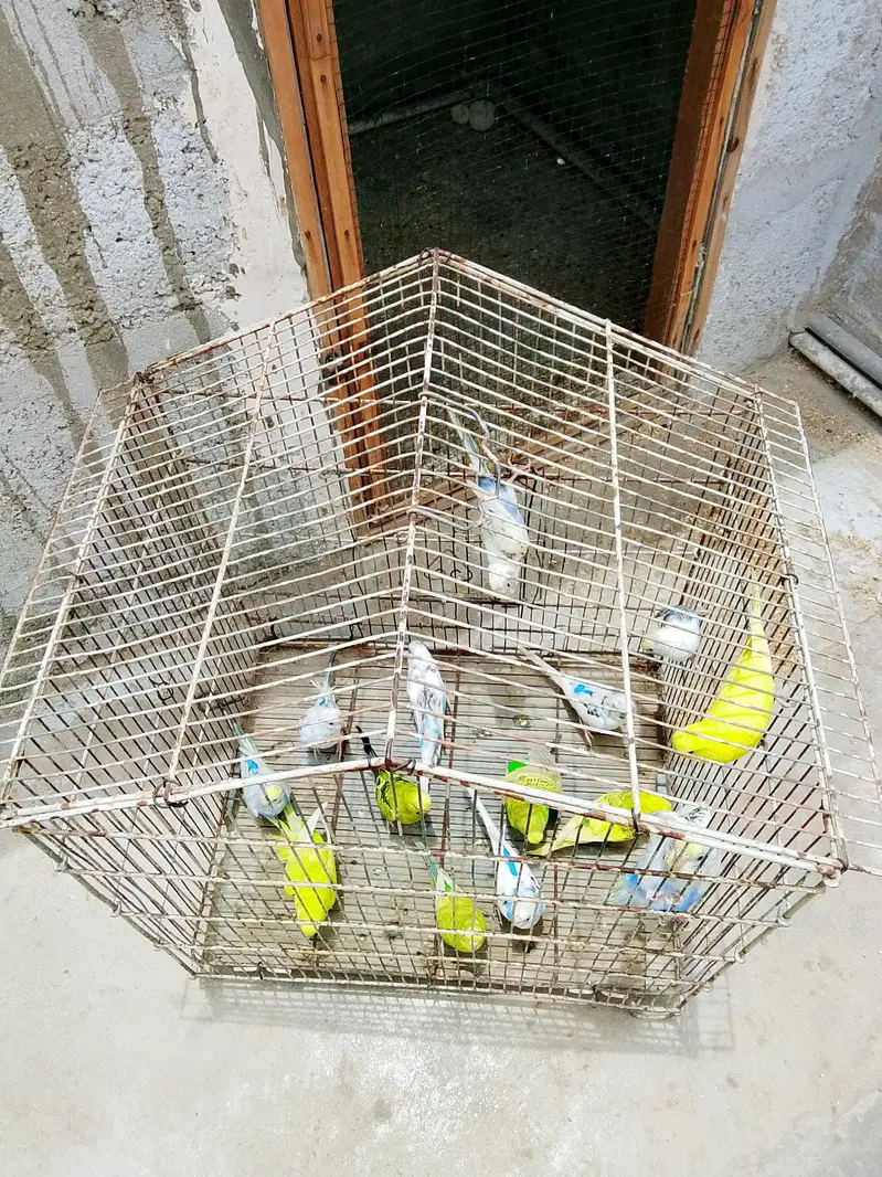 Budgies Breeder pairs for sale Bajri Budgie Australia parrot Cage — photo 9