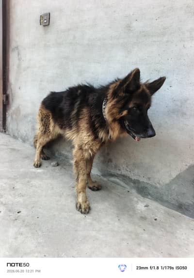 German Shepherd Dog