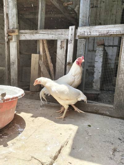 Aseel Hera Pair For sale Urgent