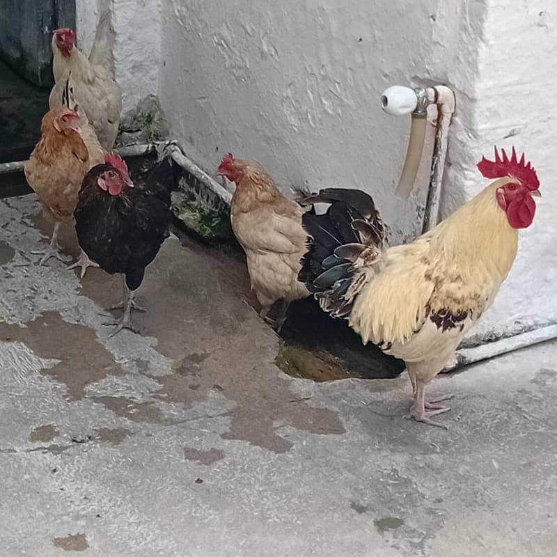 پانچ عدد انڈوں والی مرغیاں 2