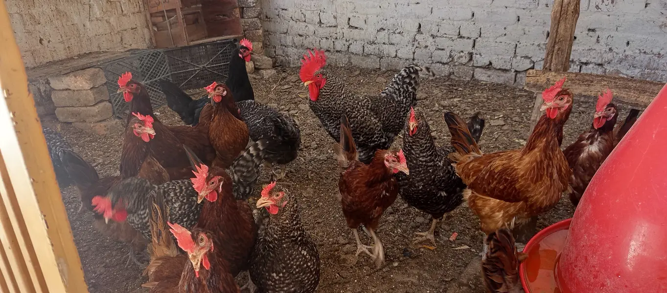 Fertile Eggs @ Plymouth Rock & BARRED // RIR — photo 2