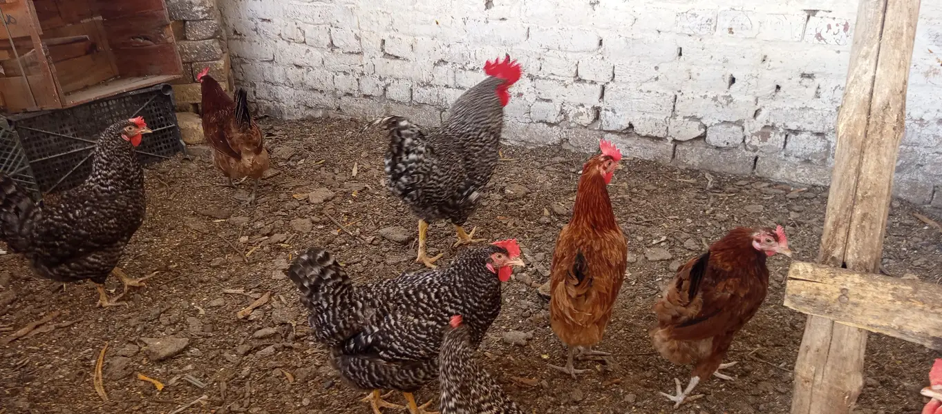 Fertile Eggs @ Plymouth Rock & BARRED // RIR — photo 3