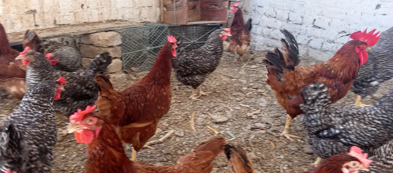 Fertile Eggs @ Plymouth Rock & BARRED // RIR — photo 4