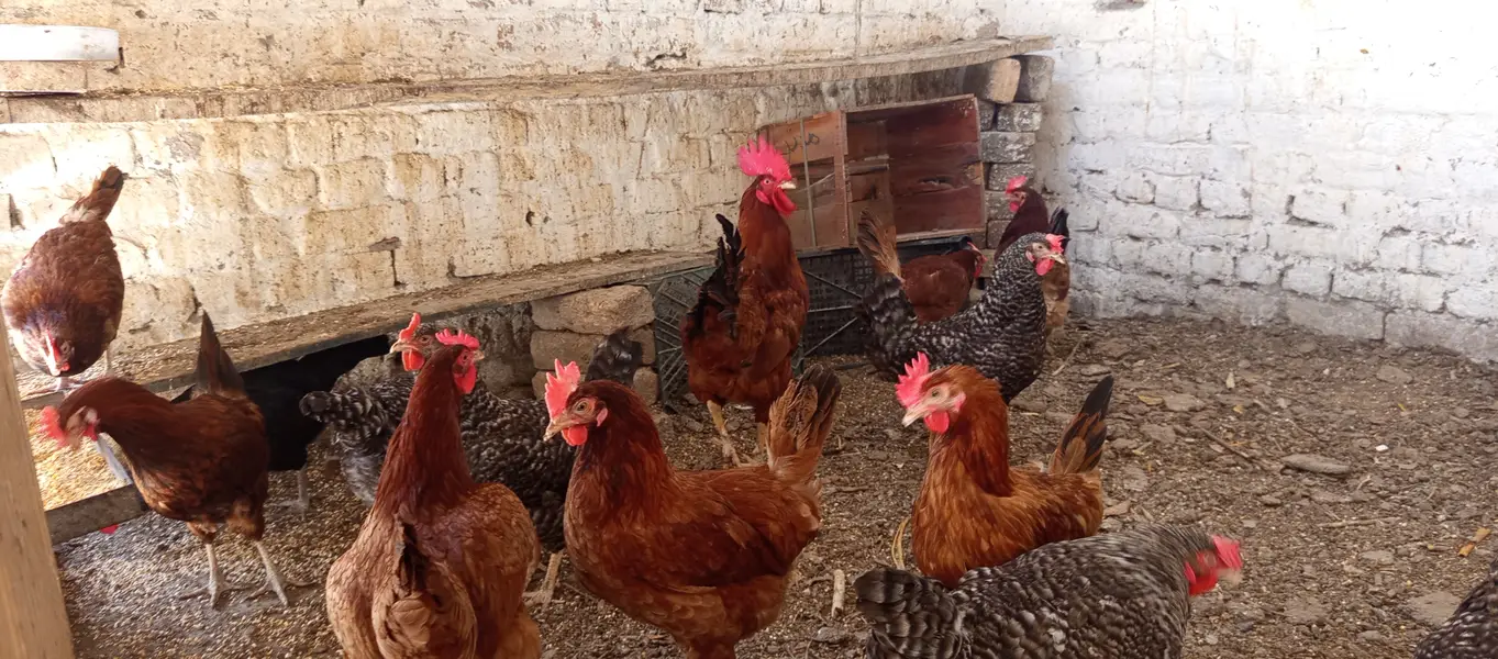 Fertile Eggs @ Plymouth Rock & BARRED // RIR — photo 6