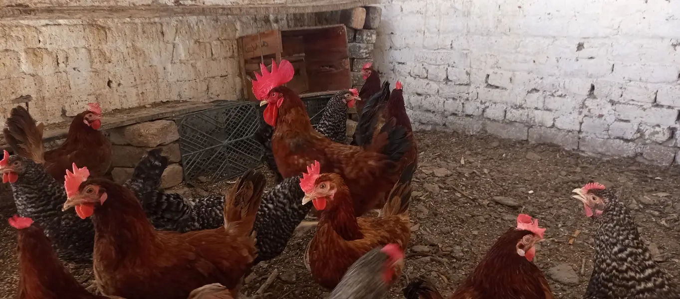 Fertile Eggs @ Plymouth Rock & BARRED // RIR — photo 7