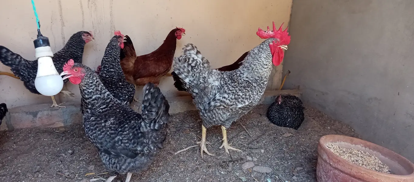 Fertile Eggs @ Plymouth Rock & BARRED // RIR — photo 8