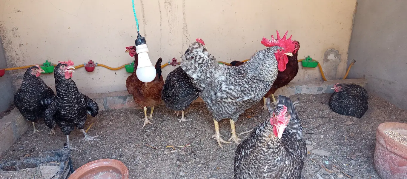 Fertile Eggs @ Plymouth Rock & BARRED // RIR — photo 9