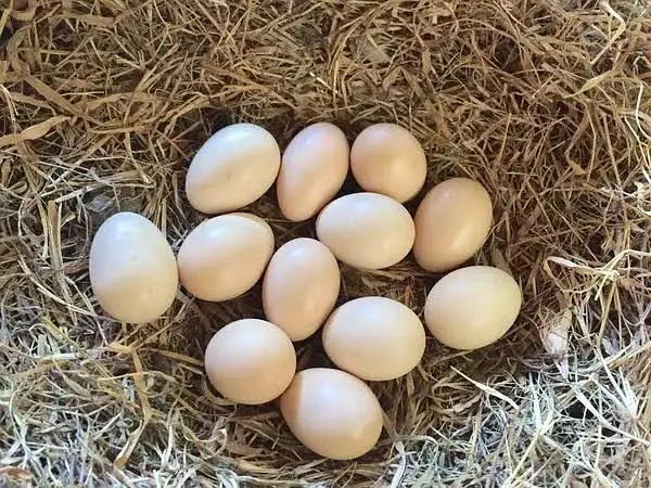 Fertile Eggs @ Plymouth Rock & BARRED // RIR — photo 10