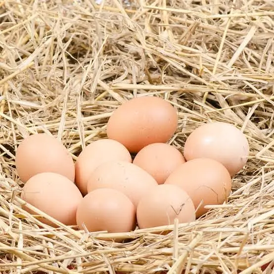 Fertile Eggs @ Plymouth Rock & BARRED // RIR — photo 11