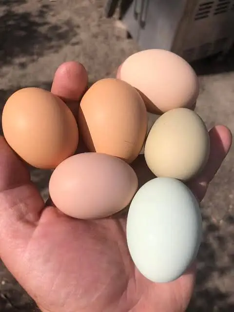 Fertile Eggs @ Plymouth Rock & BARRED // RIR — photo 12