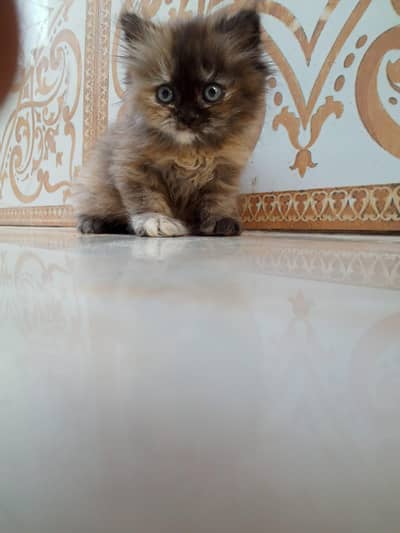 Persian kitten for sale triple code data