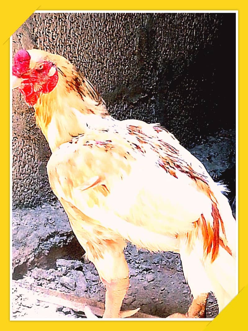 Aseel Cocks 0