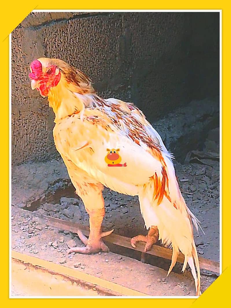 Aseel Cocks 1