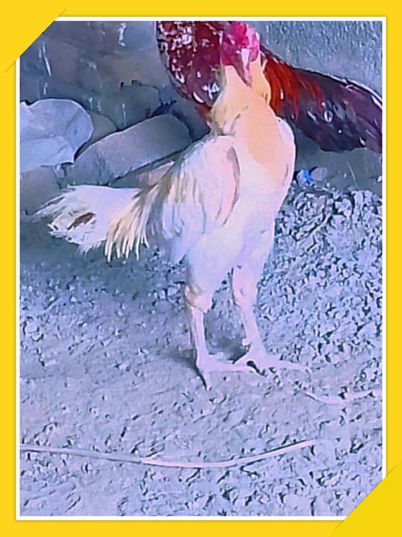 Aseel Cocks 2