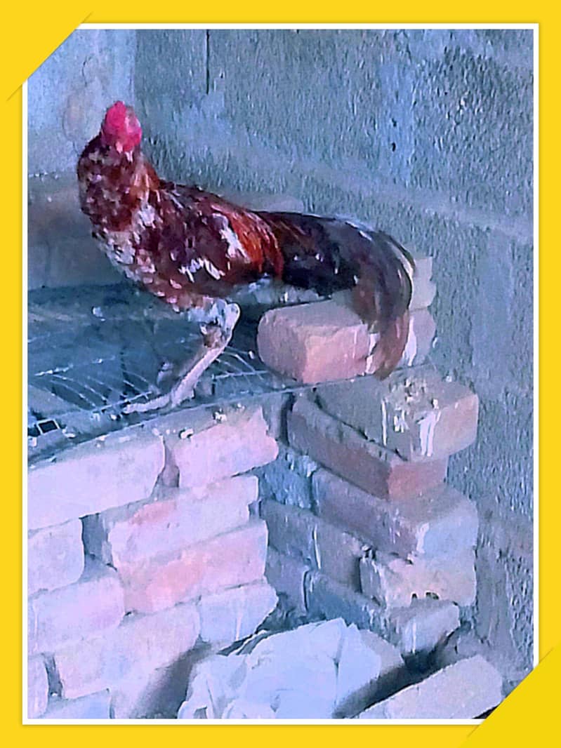 Aseel Cocks 3
