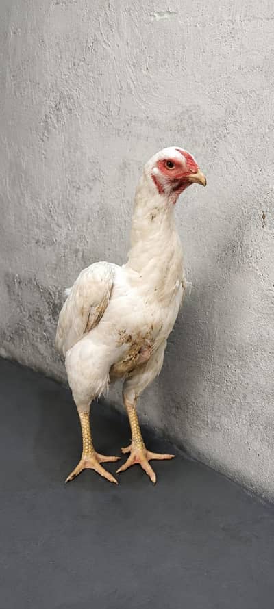 Pure| White| German| Shamo| Female| For Sale|
