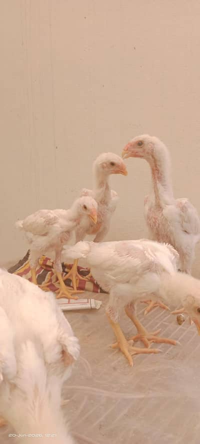 White King Shamo Chicks