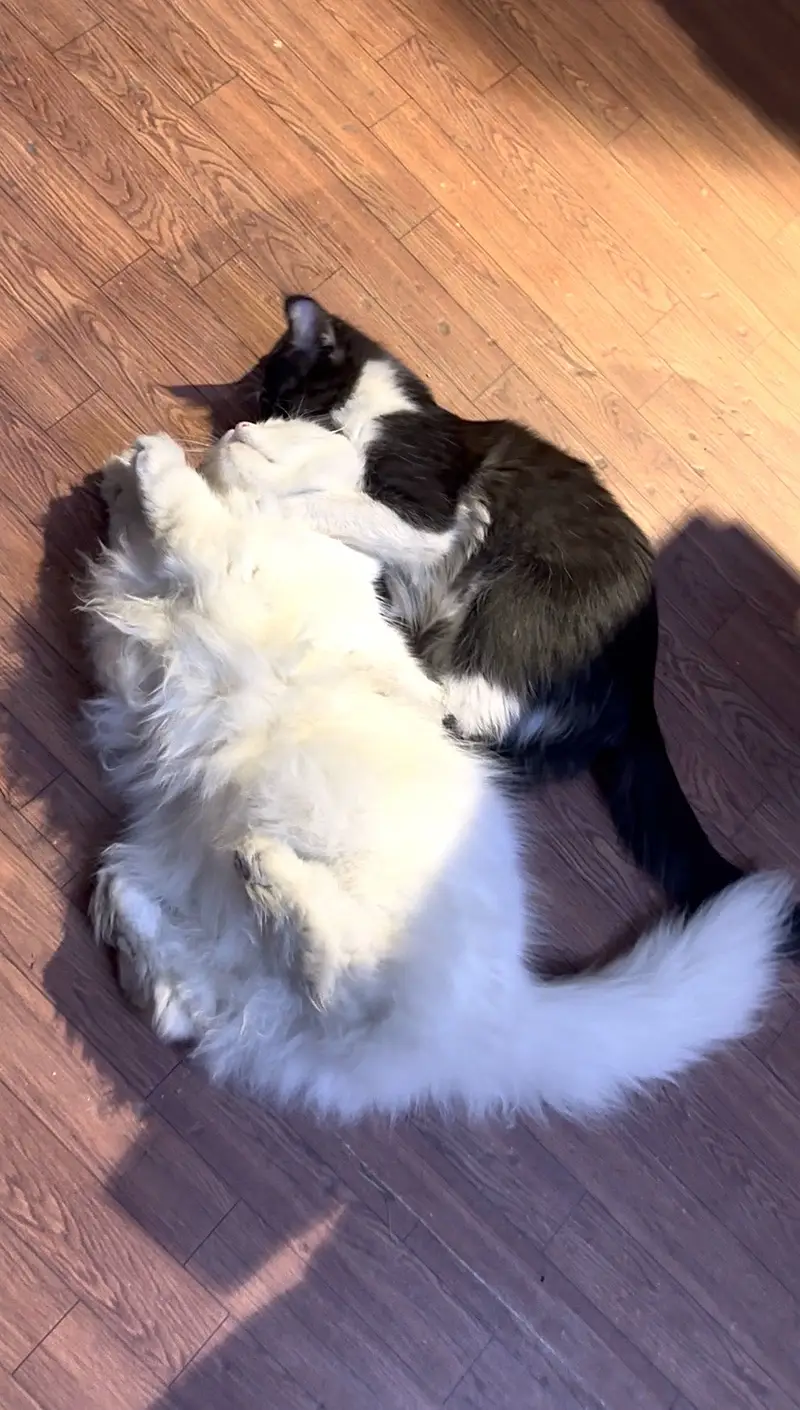 Pure White Persian Cat | Ocean Blue Eyes | Vaccinated | Neutered — photo 5