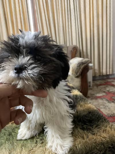 Shihtzus pups for sale