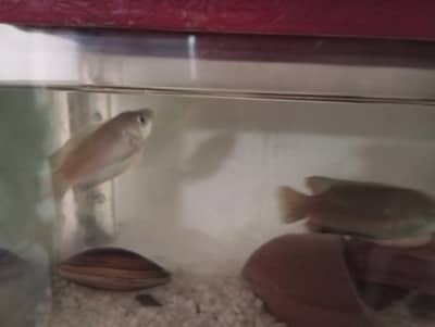 Gourami fish