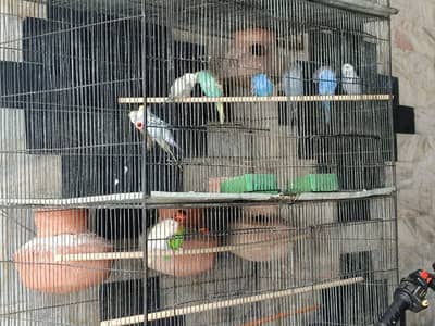 parrot setup for sell
