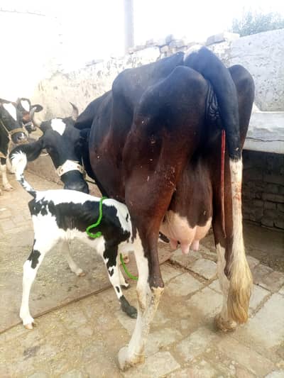 cow for sale