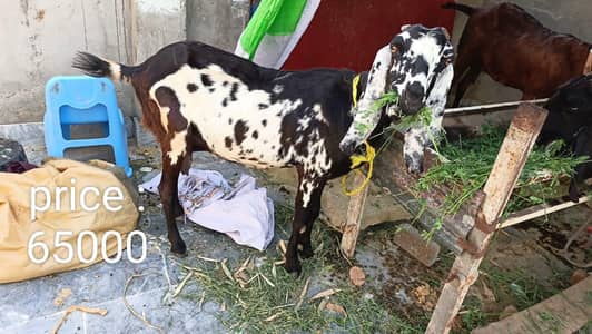goat for sale what's up number 03057740975