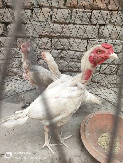HEERA
