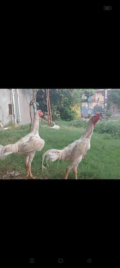 jarman shamo/ o shamo / aseel shamo breedar male foresale