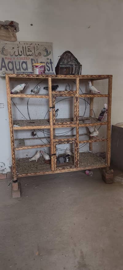 pigeon cage